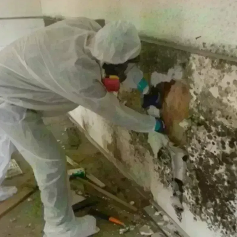 Mold Remediation and Removal in Hagerstown, MD